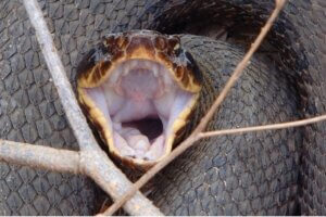 Stomatite chez les reptiles : causes, symptômes et traitement