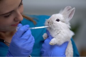 Pourquoi mon lapin bave-t-il beaucoup ?