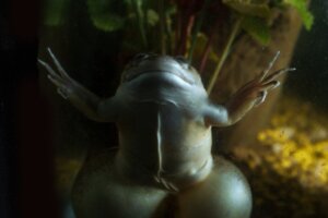 Xénope lisse : habitat et caractéristiques