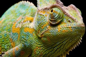 Combien de temps vit un caméléon ?