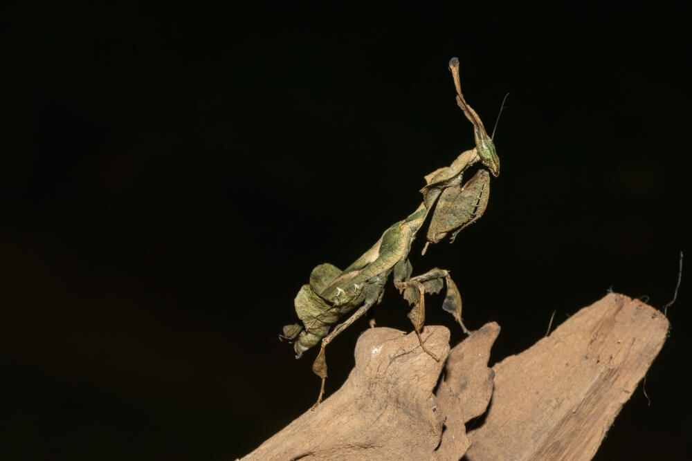 Mante fantôme : habitat et caractéristiques