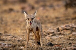 Renard du Bengale : habitat et caractéristiques