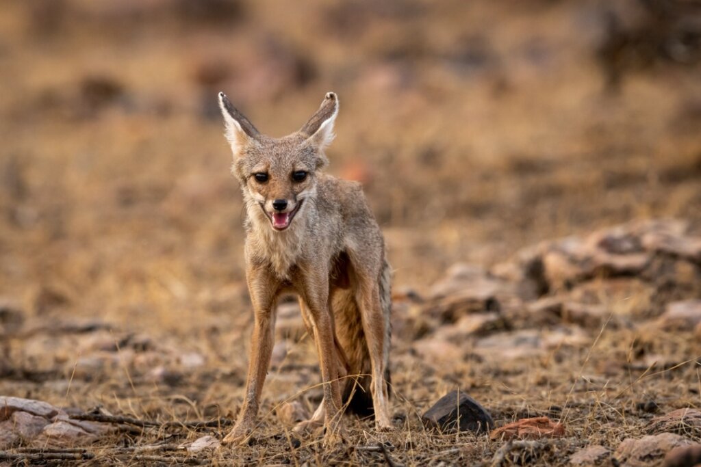 Renard du Bengale : habitat et caractéristiques
