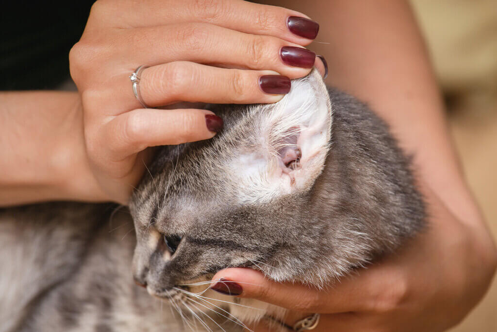 Comment éviter les acariens chez les chats ?