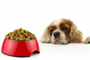 Les 9 meilleures croquettes hypoallergéniques pour chiens