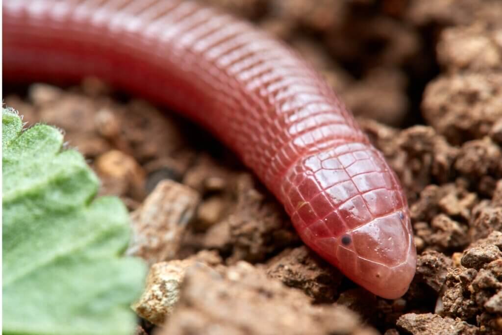 Amphisbène cendré : habitat et caractéristiques