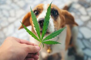 Les animaux peuvent-ils être accros aux substances ?
