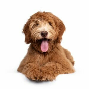 Australian cobberdog : ce qu'il faut savoir sur cette race de chiens