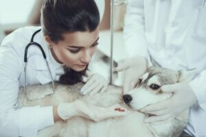 Benadryl chez le chien : indications et effets secondaires