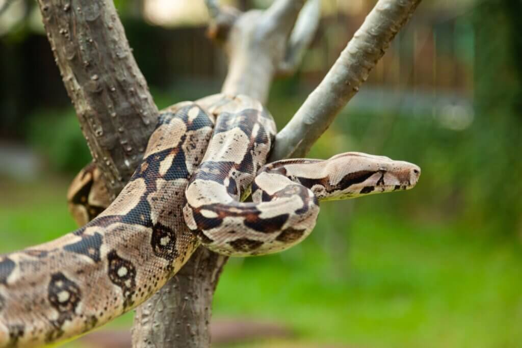 Boa constricteur : les soins à lui prodiguer