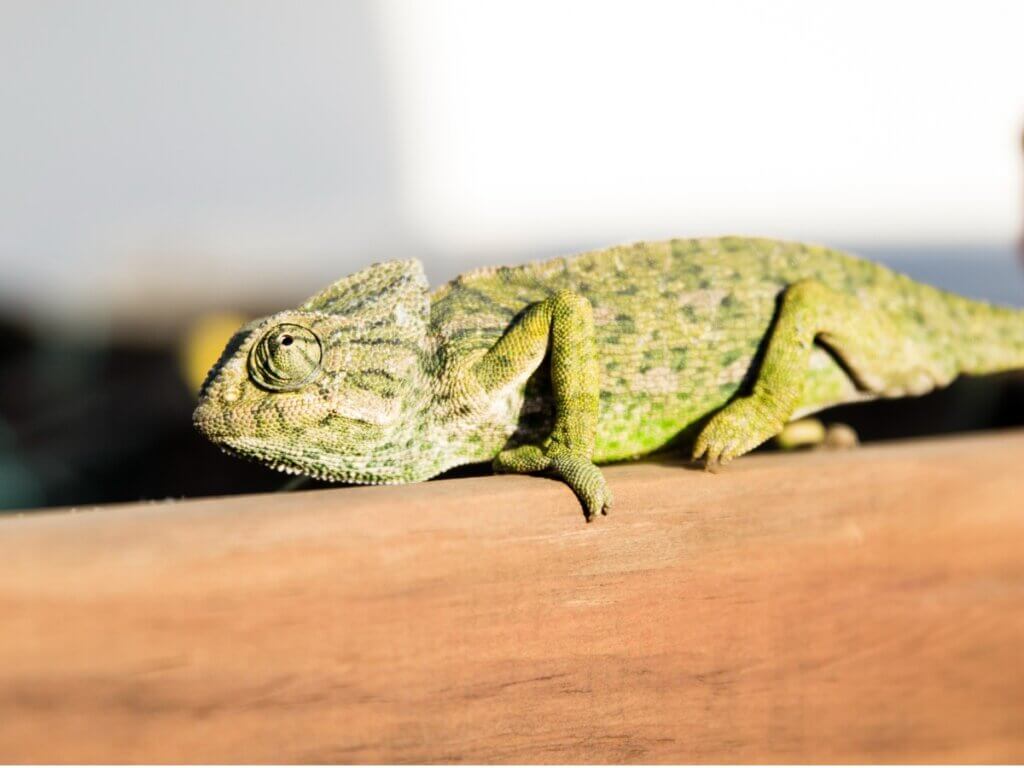 Caméléon commun : habitat et caractéristiques