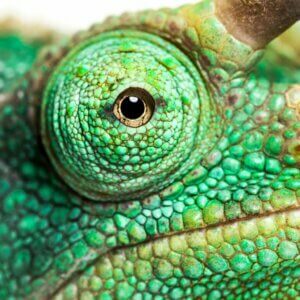 Caméléon de Voeltzkow : aperçu à Madagascar après un siècle sans signalement