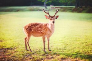 Cerf sica : habitat et caractéristiques