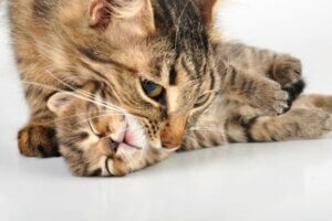 Pourquoi les chattes déplacent-elles leurs chatons ?