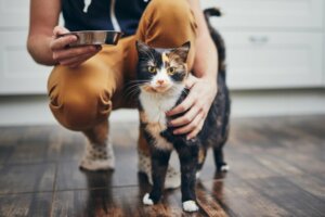Pourquoi mon chat veut-il que je mange avec lui ?