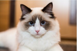 Les maladies du ragdoll