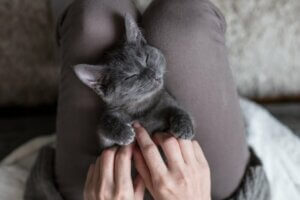 Les chats aiment-ils qu'on leur touche le ventre ?