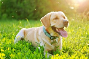 Les maladies que les moustiques transmettent aux chiens