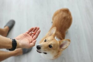 Albendazole pour chien : posologie et contre-indications