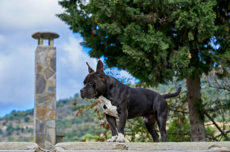 120 noms grecs pour chiens mâles