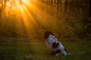 Les chiens vont-ils au paradis ?