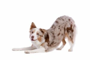 Mon chien s'étire beaucoup : pourquoi ?