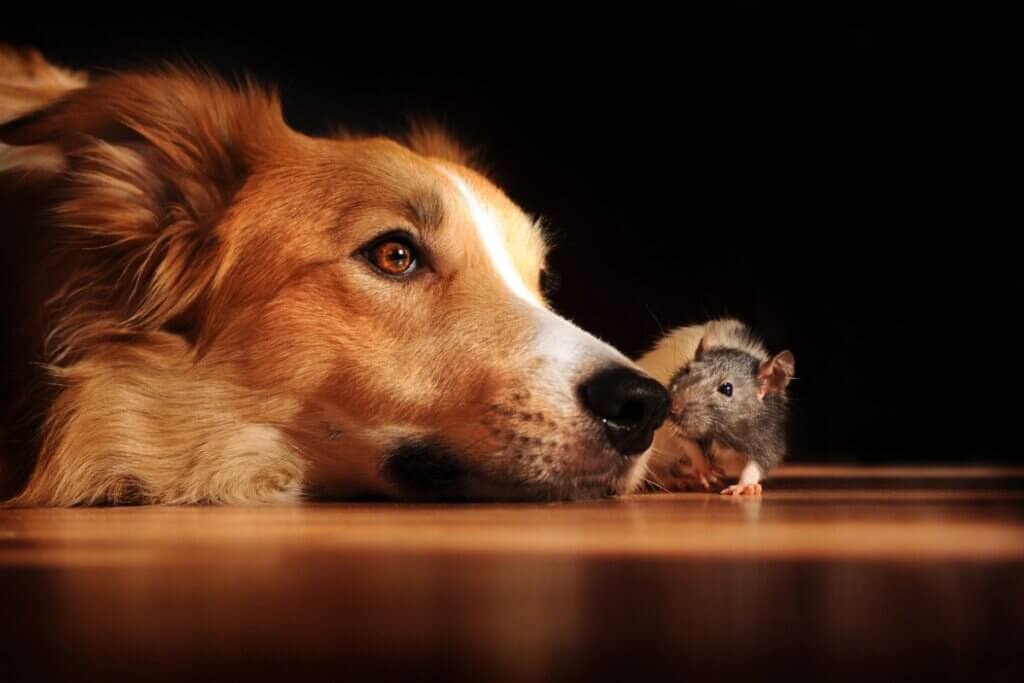 Chiens et rongeurs : peuvent-ils vivre ensemble ?