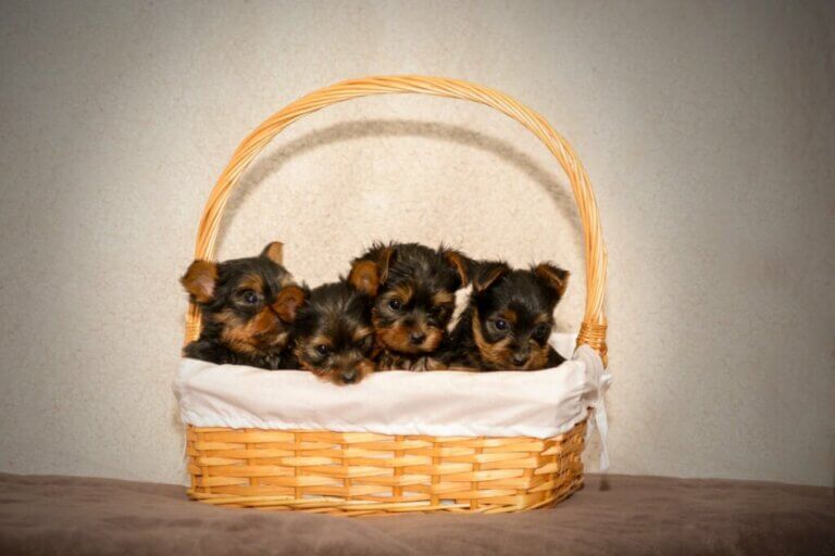 17 choses dont un chiot a besoin