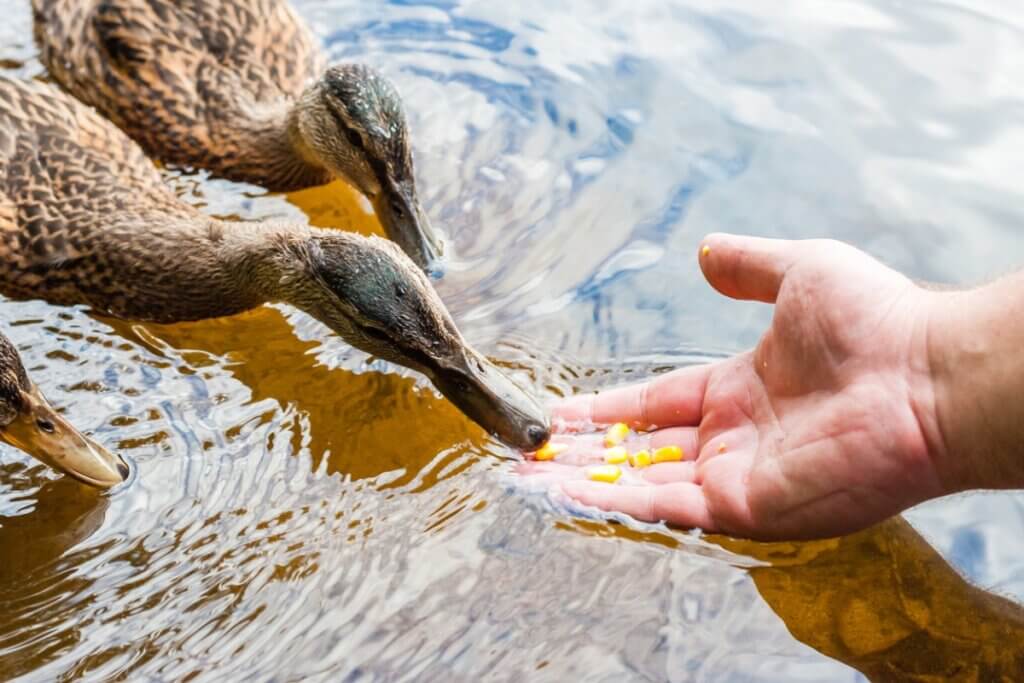 Que mangent les canards ?