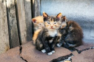 Quelles maladies un chat errant peut-il transmettre ?