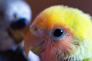 Les maladies les plus courantes chez les inséparables