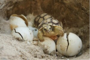 Comment la température détermine-t-elle le sexe de certaines tortues ?