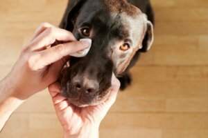 6 types d'écoulement oculaire chez le chien et ce qu'ils signifient