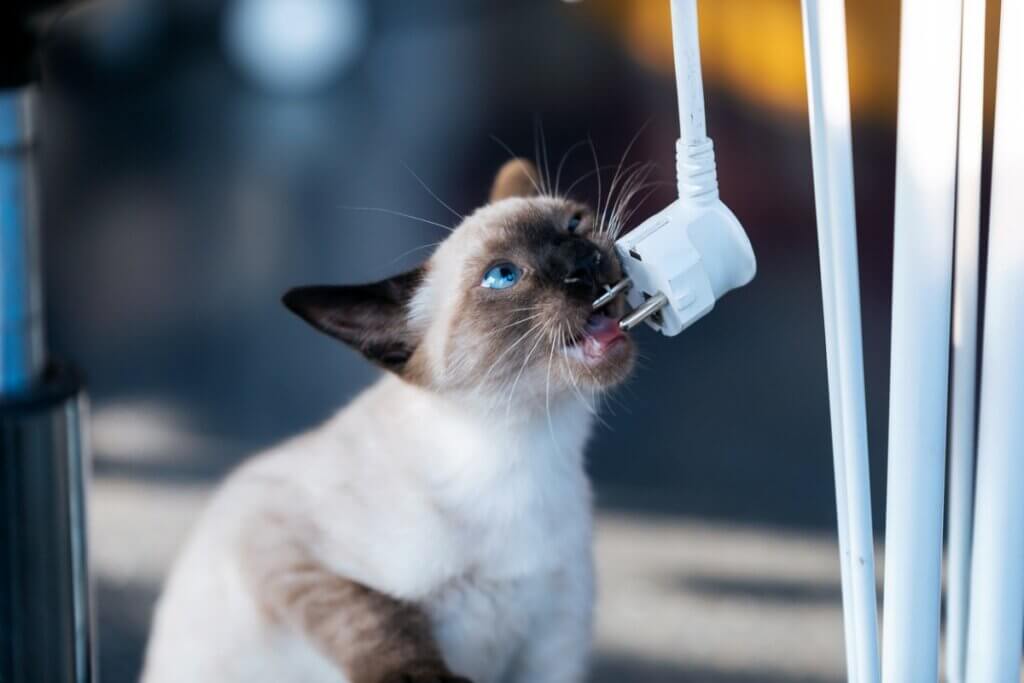 Comment empêcher mon chat de mâcher les câbles ?