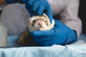 Gale des oreilles chez le furet : causes, symptômes et traitement