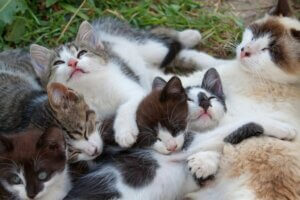 Les chats sont-ils en train de devenir nuisibles ?