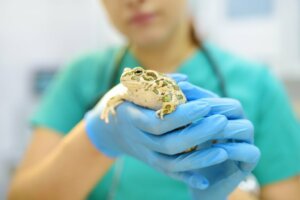 Les maladies les plus courantes chez les grenouilles
