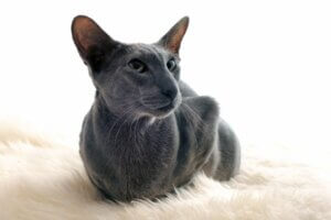 Oriental shorthair : tout ce qu'il faut savoir sur cette race de chats