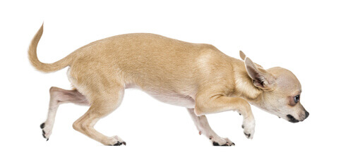 Les phobies les plus courantes chez les chiens