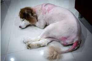 Points chauds chez les chiens : causes, symptômes et traitement