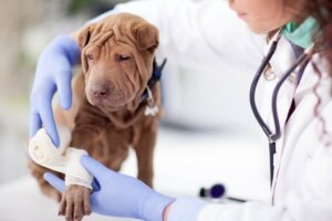 Les maladies les plus courantes chez le shar pei