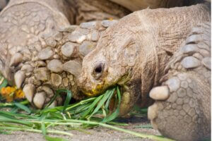 Ma tortue ne mange pas : pourquoi ?
