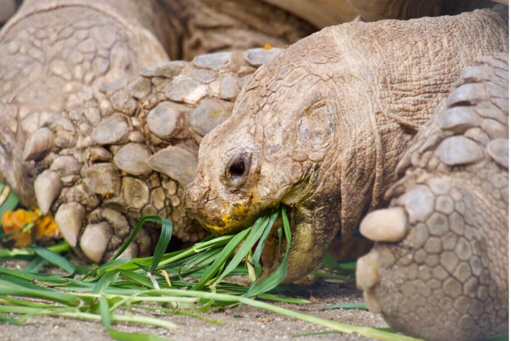 Ma tortue ne mange pas : pourquoi ?