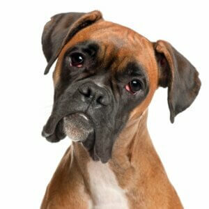 3 types de boxer