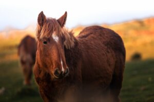 Combien pèse un cheval ?