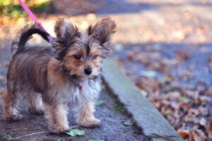 Chorkie : tout ce qu'il faut savoir sur cette race de chiens