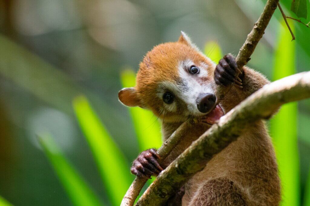 Le coati comme animal de compagnie