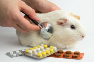 12 maladies courantes chez les cochons d'Inde