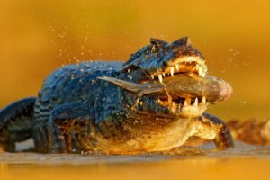 Que mangent les crocodiles ?