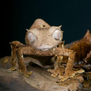 10 reptiles non recommandés pour les débutants